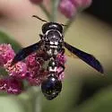 Zethus spinipes - photo 4
