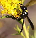 Zethus spinipes - photo 5