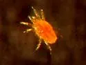 Yellow Predatory Mite