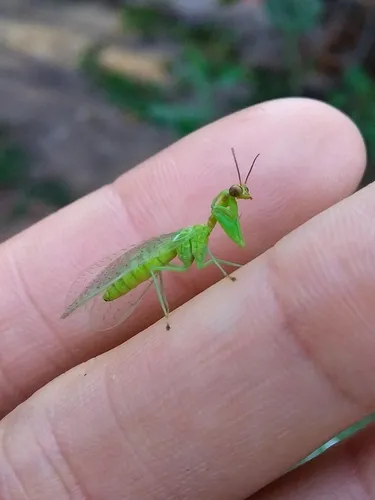Zeugomantispa virescens