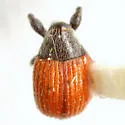 Zeugonyx sabinae