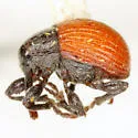Zeugonyx sabinae - photo 2