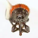 Zeugonyx sabinae - photo 3