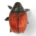 Zeugonyx sabinae - photo 4