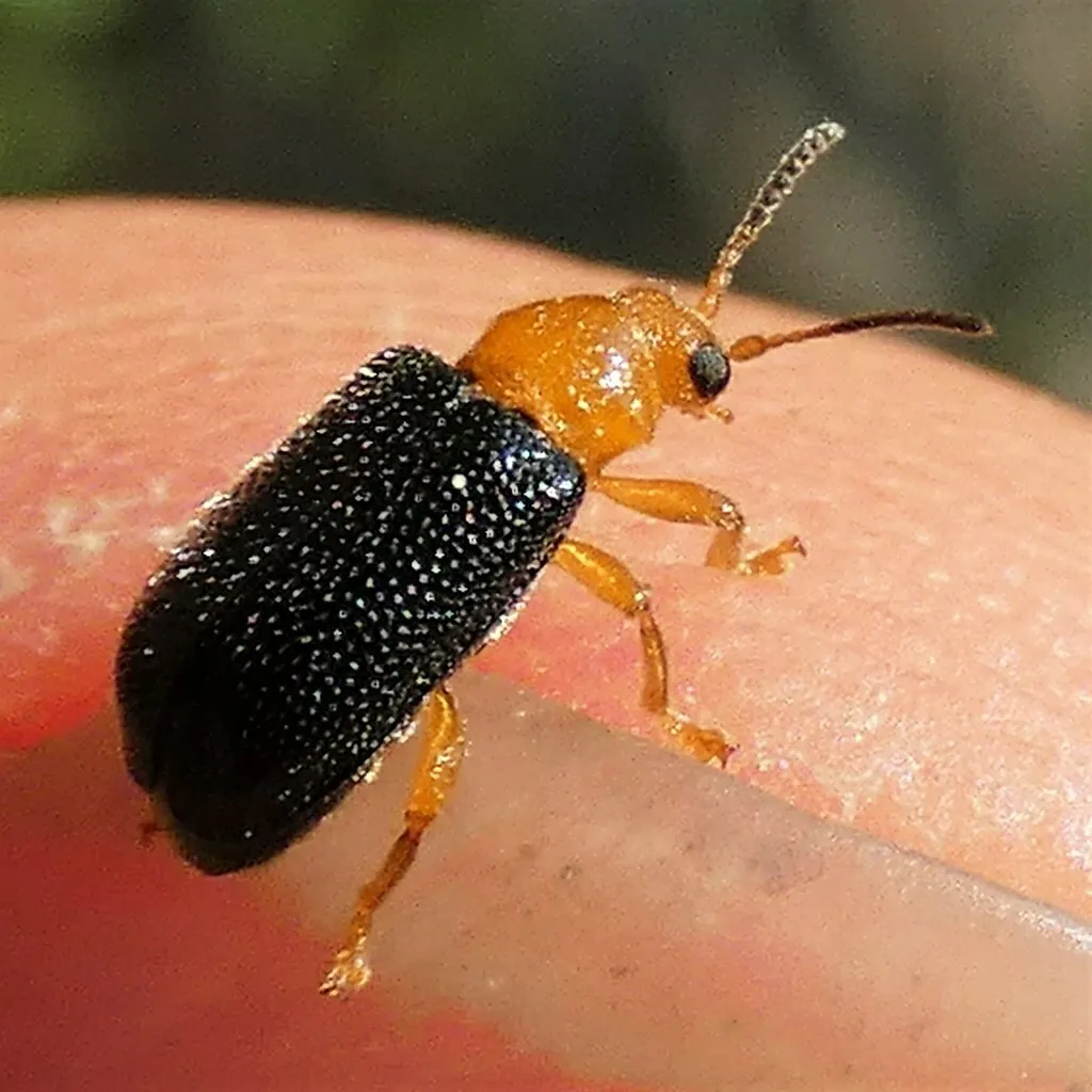 Poplar Blackmine Beetle