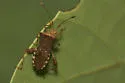 Zicca taeniola - photo 2