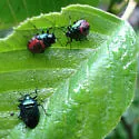 Zicrona americana