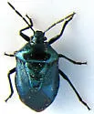 Zicrona americana - photo 2