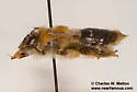 Zikanapis elegans - photo 2