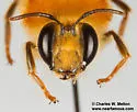 Zikanapis elegans - photo 4