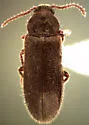 Zilora hispida - Zilora hispida