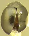 Zilus aterrimus
