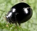 Zilus horni