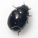 Zilus horni - photo 2