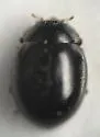 Zilus horni - photo 5