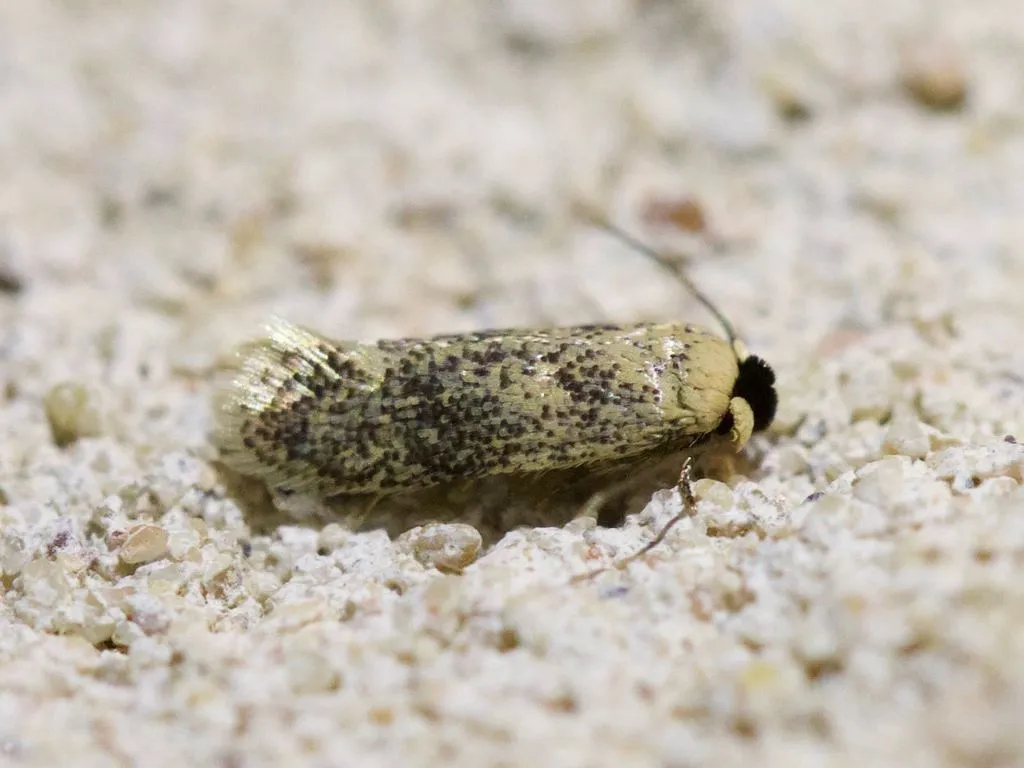 American Chestnut Moth - photo 2