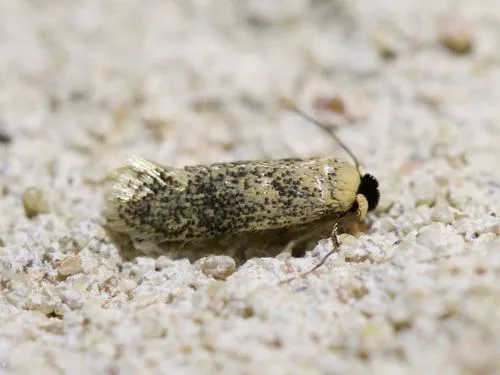 American Chestnut Moth - photo 4