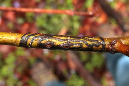 American Chestnut Moth - photo 5