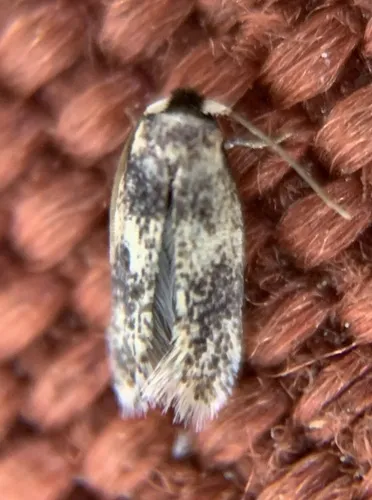 American Chestnut Moth - photo 6