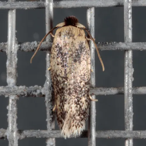 American Chestnut Moth - photo 7