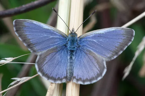Lesser Grass Blue - photo 8