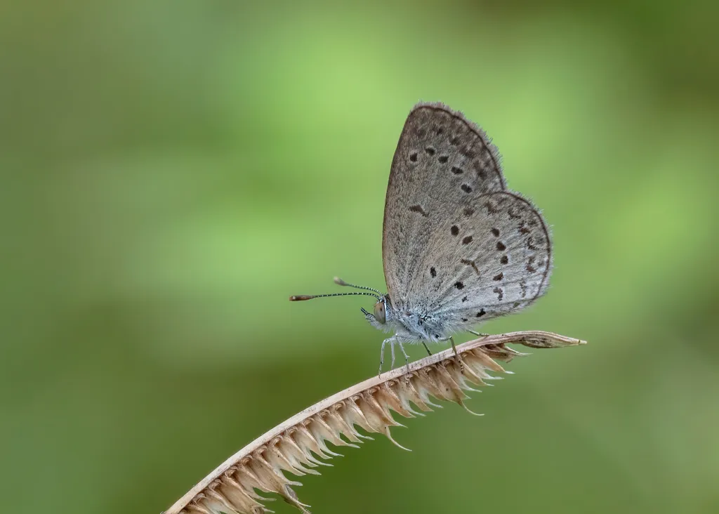 Lesser Grass Blue - photo 2