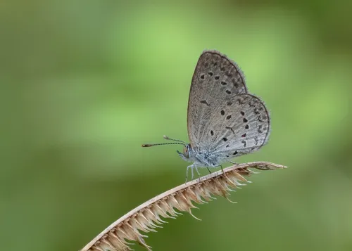 Lesser Grass Blue - photo 3