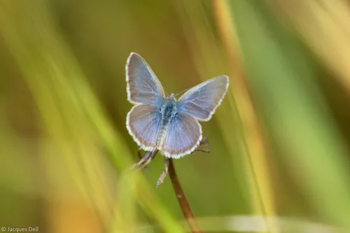 Lesser Grass Blue - photo 4