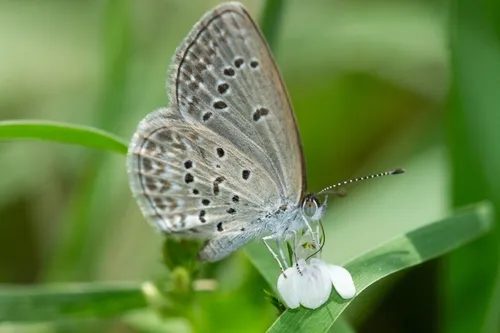 Lesser Grass Blue - photo 5