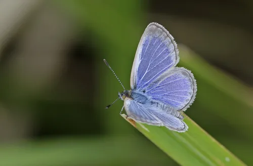 Lesser Grass Blue - photo 6