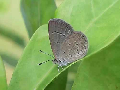 Lesser Grass Blue - photo 7