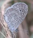 Cyna Blue - Hodges#4355