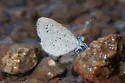 Cyna Blue - Hodges#4355 - photo 3