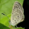 Cyna Blue - Hodges#4355 - photo 4