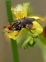 Zodion fulvifrons