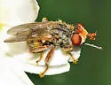 Zodion intermedium