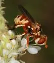 Zodion obliquefasciatum