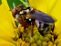 Zodion obliquefasciatum - photo 2