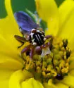 Zodion obliquefasciatum - photo 3