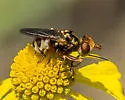 Zodion obliquefasciatum - photo 4