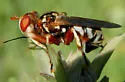 Zodion obliquefasciatum - photo 5