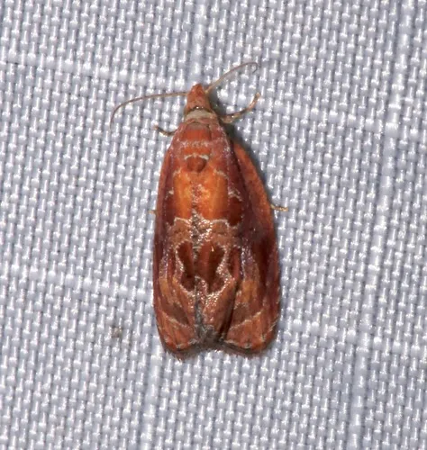 Andromedana Moth - Hodges#2752