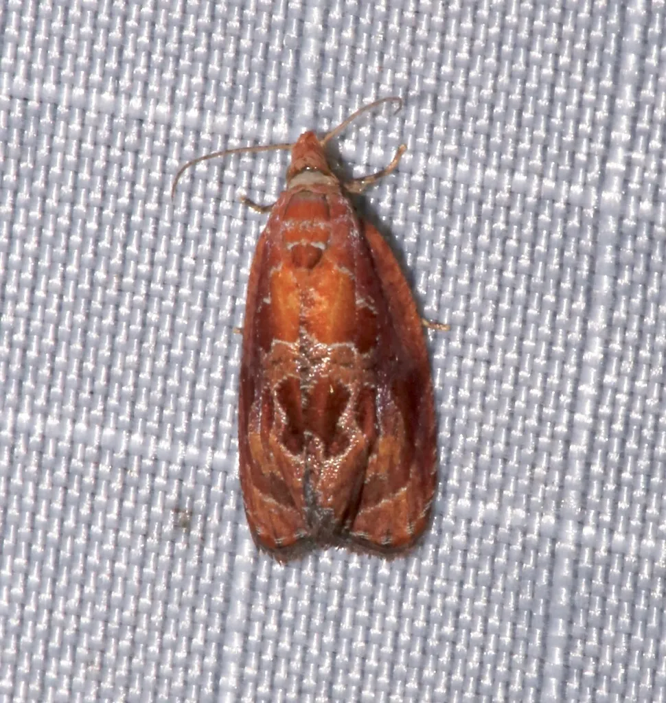 Andromedana Moth - Hodges#2752 - photo 2