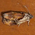 Broken-lined Zomaria - Hodges#2750