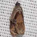 Broken-lined Zomaria - Hodges#2750 - photo 2