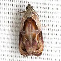 Broken-lined Zomaria - Hodges#2750 - photo 3