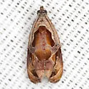 Broken-lined Zomaria - Hodges#2750 - photo 4