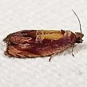 Zomaria rosaochreana - Hodges#2751