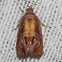 Zomaria rosaochreana - Hodges#2751 - photo 2