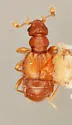 Zonaira trilinea
